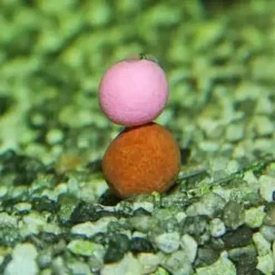 Dynamite Baits The Crave Fluro Pop-Ups & Dumbells Pink -Angeln Verkaufsgeschäft dynamite baits the crave fluro detail 1280x1280