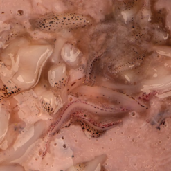 Nash Mussel Blend 500 Ml -Angeln Verkaufsgeschäft nashsaltedsquid2 1280x1280